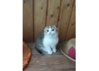 ИЗЮМительные шотландские котята
