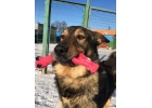 Крупный молодой пс-охранник Котэ в добрые руки