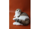Роскошные шотландские котята к празднику