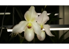 Орхидея Paphiopedilum Pinocchio x Deperle