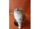 Ай да котята, ай да шотландцы