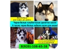 Красиввые черно-белые щеночки хаски