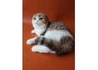 Прелестные котята шотландской породы