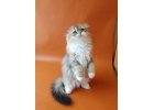 Прелестные котята шотландской породы