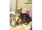 Отдам котенка Фани в добрые руки