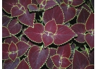 Тольятти. Продаю Колеус Velvet.
