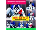 Красивые щенятки хаски в продаже