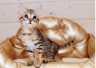 Котята породы саванна ф5