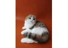 ЗаМЕЧТАтельные шотландские котята из питомника