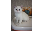 Котик
