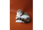 Шотландские котята безупречного породного типа