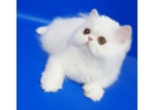 Персидский котенок Фарис белый окрас