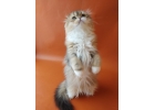 Отличные столичные котята шотландской породы
