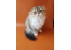 Очаровательный шотландский котик