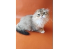 Очаровательный шотландский котик