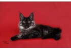 Котята полидакты 6666