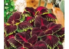 Тольятти. Продаю Колеус Velvet.