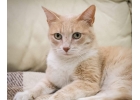 Сладкий, ласковый котейка Кинки в добрые руки
