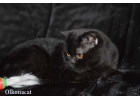 Котик черный шотландский в добрые руки.