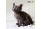 Очаровательные котята в дар. 2 месяца