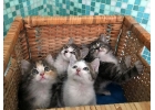 Очаровательные крохи-котята, мальчики и девочки в добрые руки