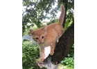 Хорошенький котнок Тигра в дар