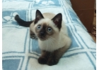 Сиамский котенок в добрые руки. 2 месяца. Мальчик