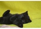 Котенок-кошечка шотландская прямоухая черная.