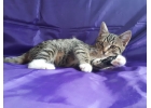 Маленький ангел, чудесный домашний котенок Кузя в добрые руки