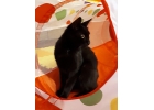 Милашка Бэмби, чудесный домашний котик в добрые руки