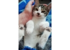 Котик Смайлик 2 мес. с необычной мордашкой в дар