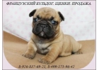 Французского бульдога, щенки разного окраса