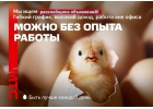 Требуется расклейщик