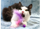 Котик Амур в дар