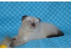 Котята-котики вислоухие шотландские сил-поинт окраса.