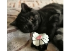 Британские котята из питомника