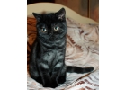 Британские клубные котята из питомника VIVIAN.