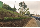 Озеленение городских территорий
