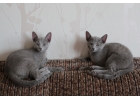 Продам котят русской голубой кошки
