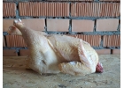 Продам мясо бройлера