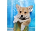 Девочка корги