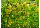 Плодовые кустарники - малина, смородина, крыжовник