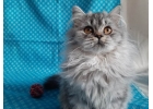 Красивейшие котята шотландские длинношерстные прямоухие.