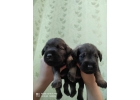 Щенки Цвергшнауцера перец с солью.