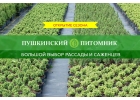 Саженцы из питомника