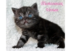 Британский клубный котик черный дым.