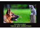 Зоотакси зоотакси москва зоотакси в москве