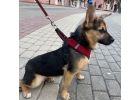 Чудесная маленькая собачка Нора в дар