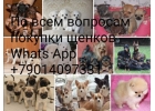 Питомник щенков