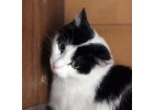 Отдам в добрые руки кошку